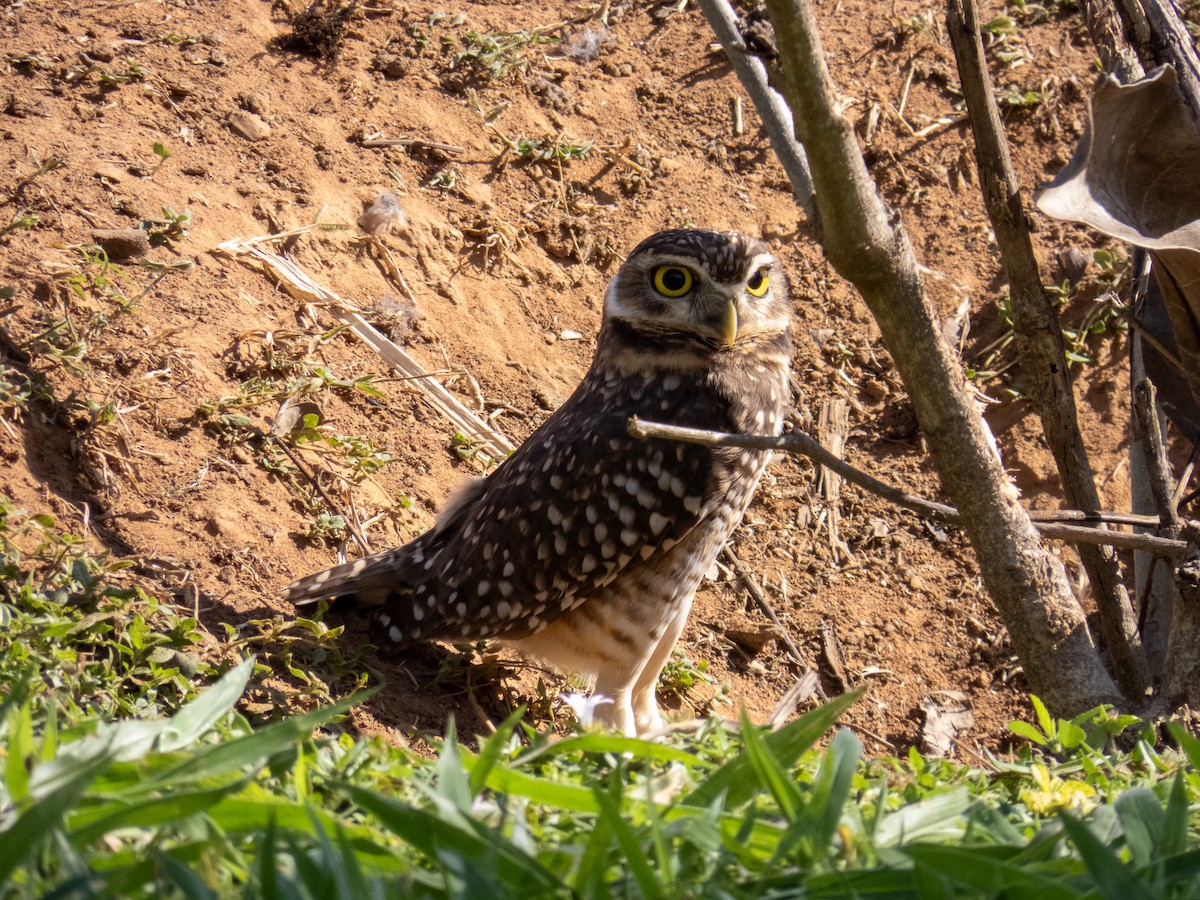 Burrowing Owl - ML644344875