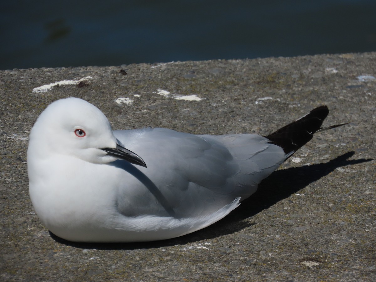 Black-billed Gull - ML644344879