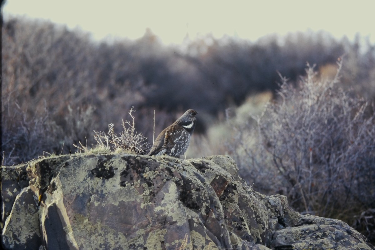 アオライチョウ - ML644344896