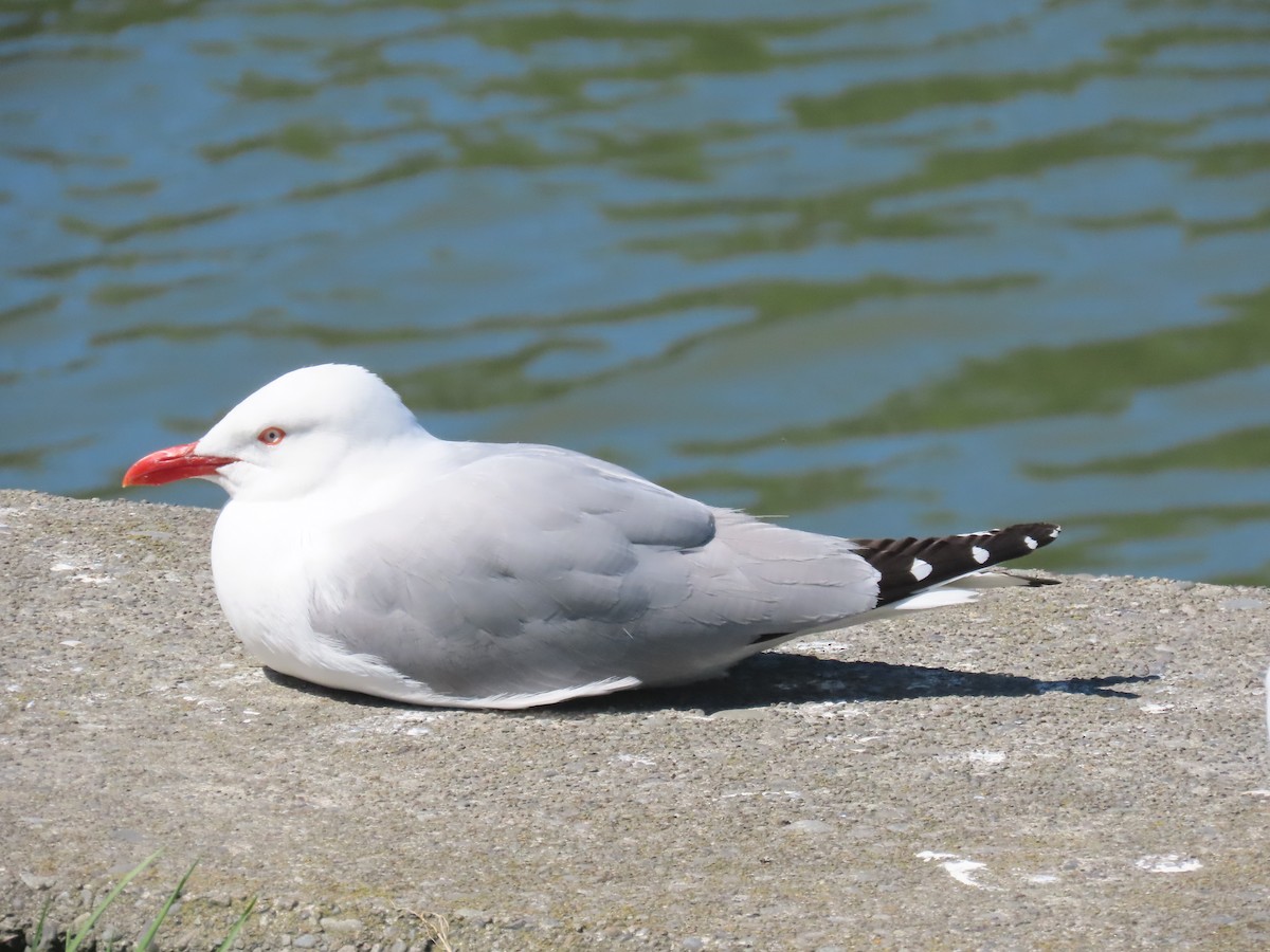 Silver/Black-billed Gull - ML644344900