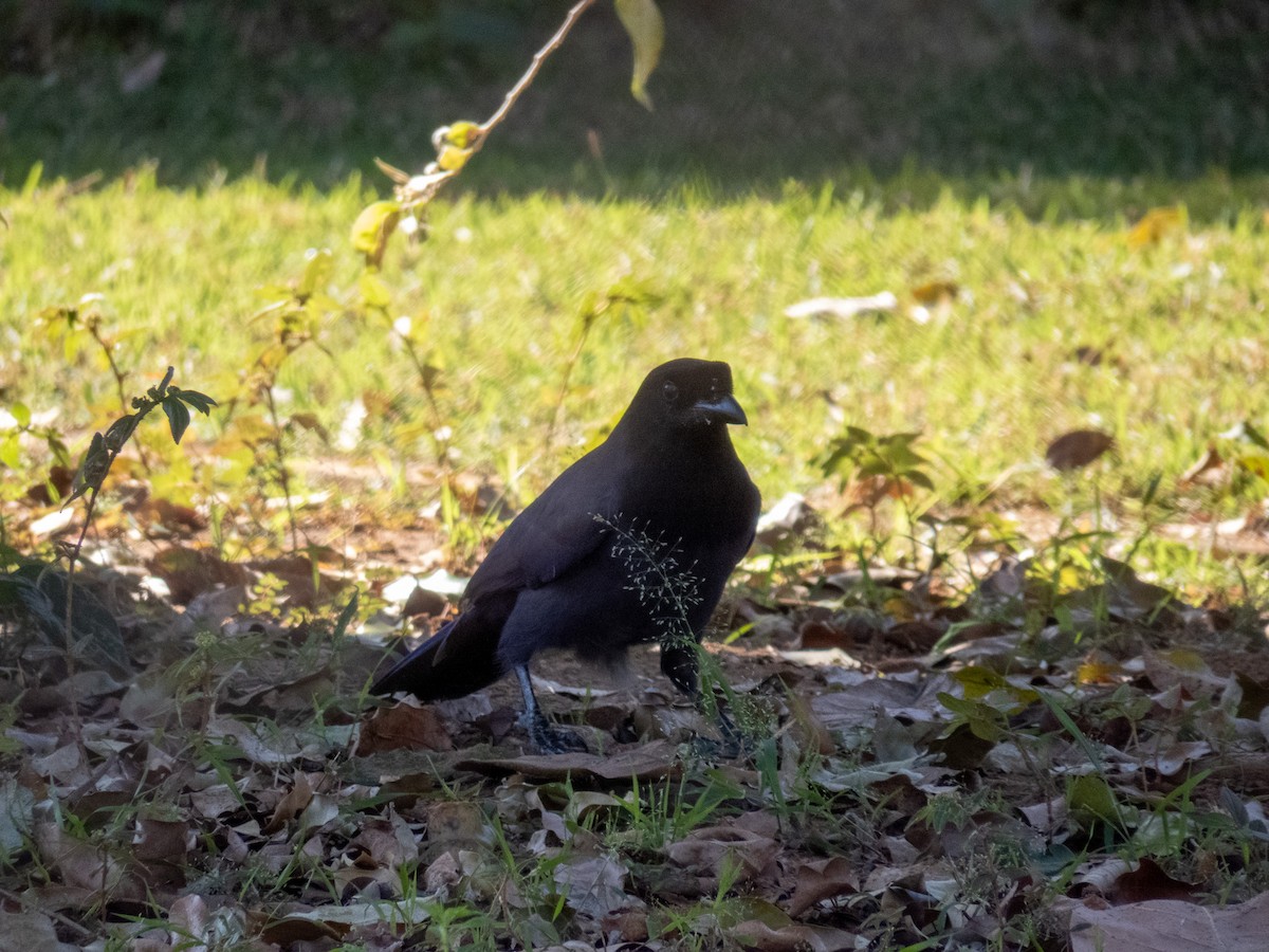 fløyelsskrike - ML644344920