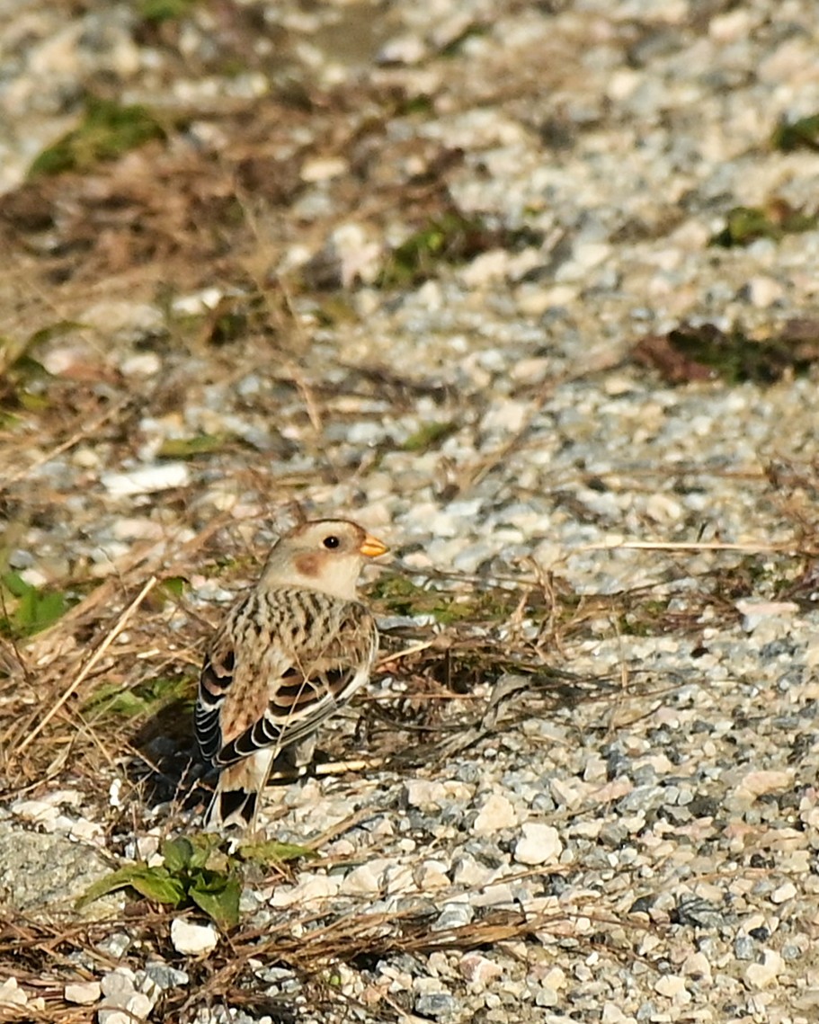 Snow Bunting - ML644344922