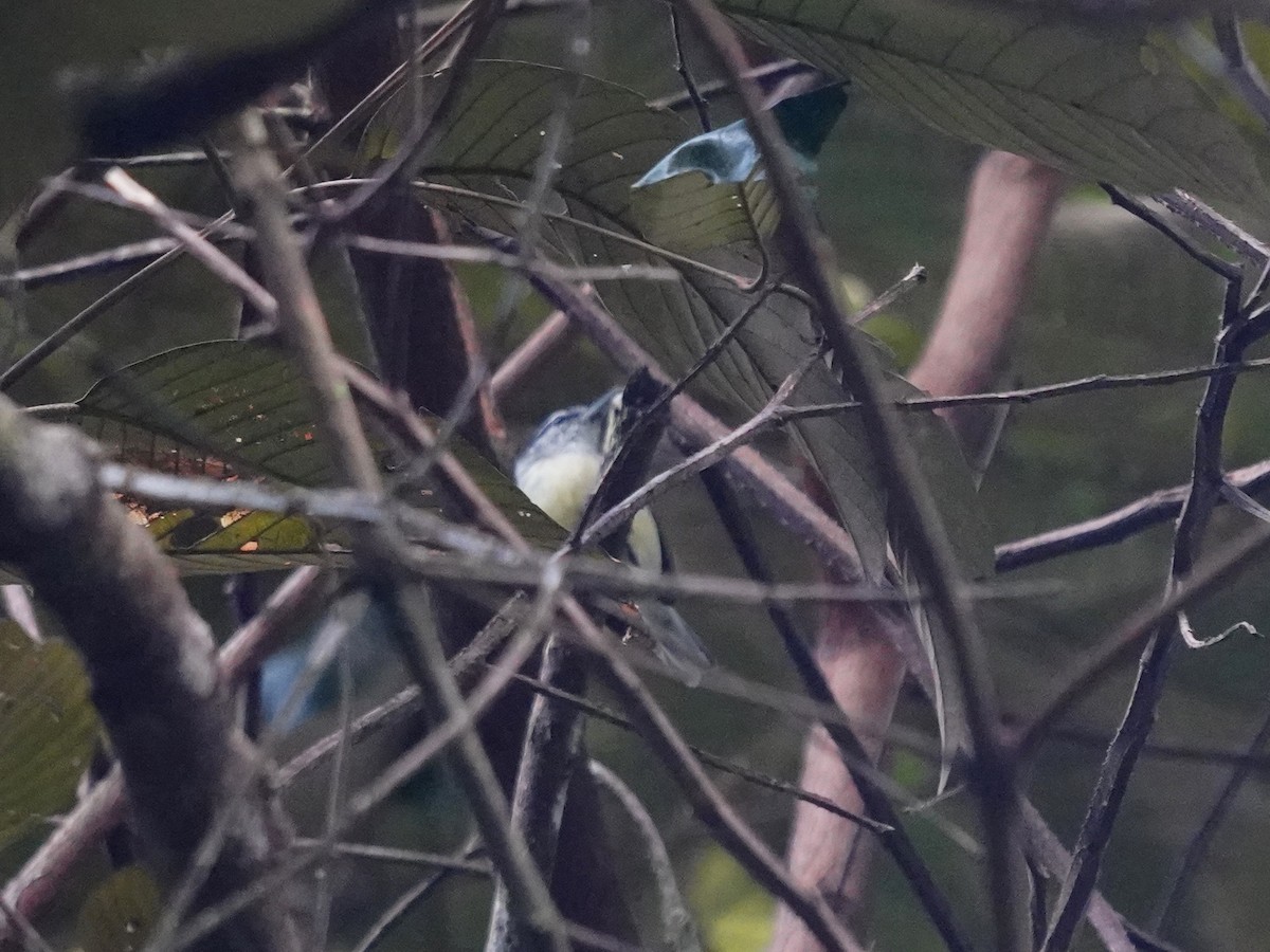 Rusty-winged Antwren - ML644344931