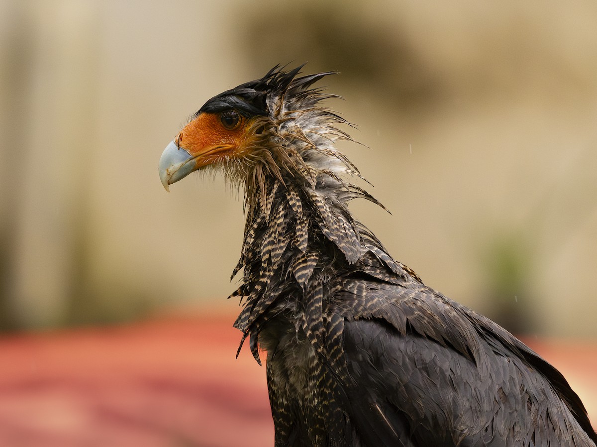 Равнинная каракара - ML644344936