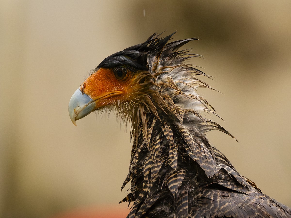 Равнинная каракара - ML644344937