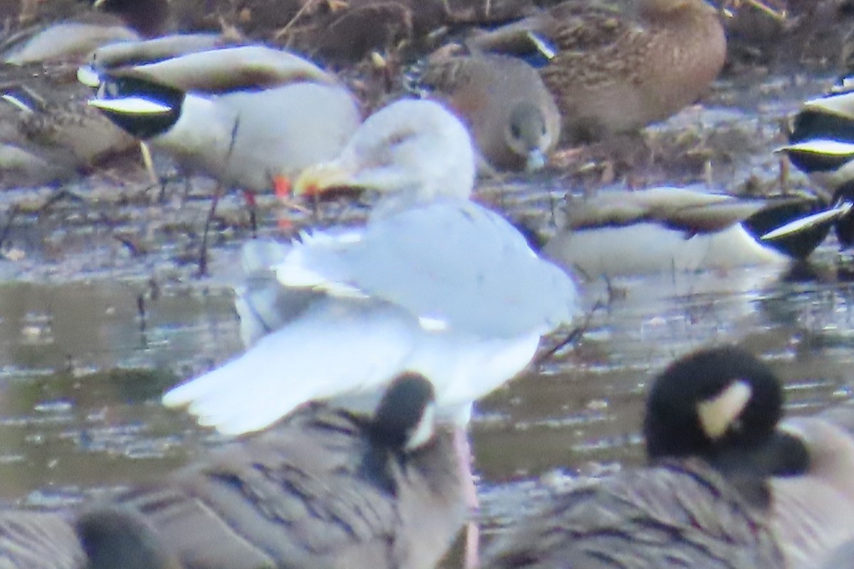 Glaucous-winged Gull - ML644344939