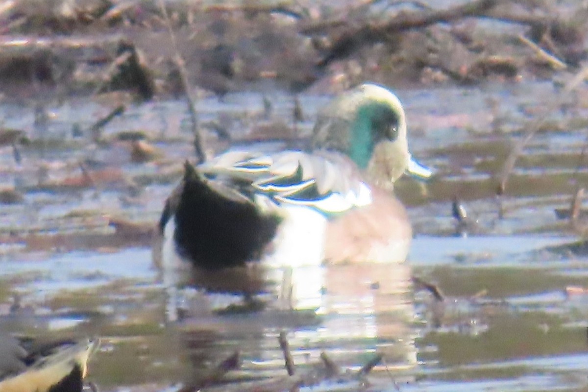 American Wigeon - ML644344946