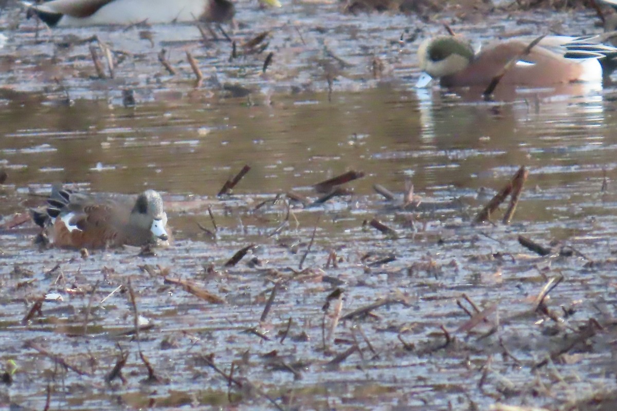 American Wigeon - ML644344947