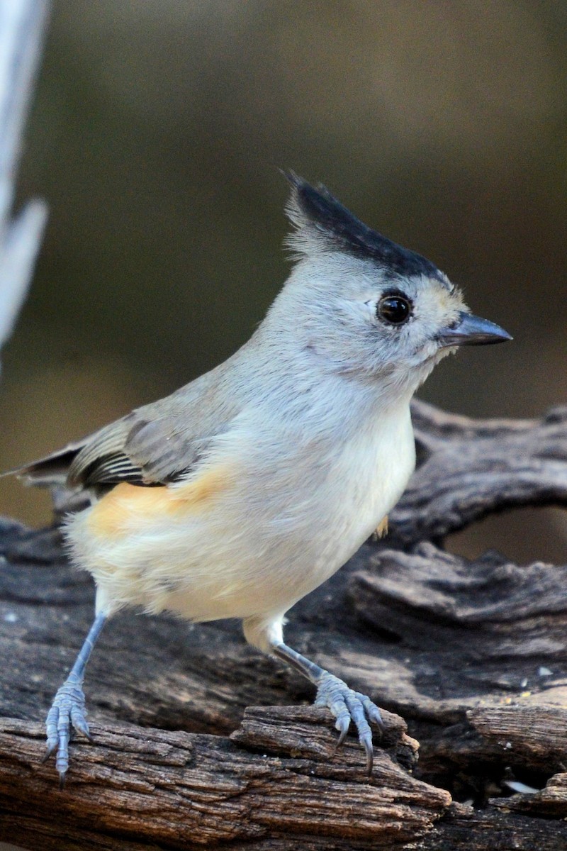 Чернохохлая гренадерка - ML644344948