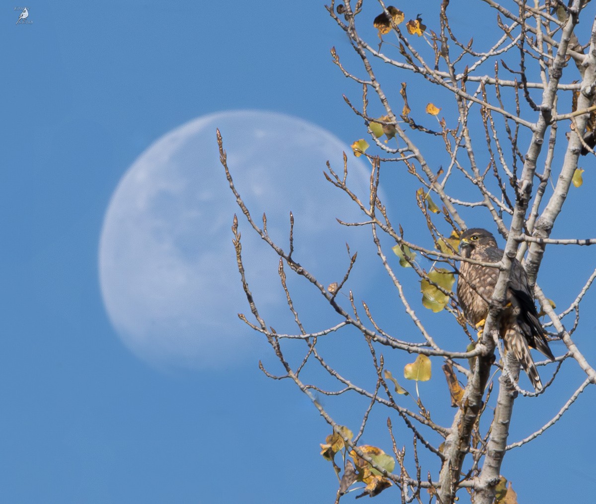 Merlin - ML644344949