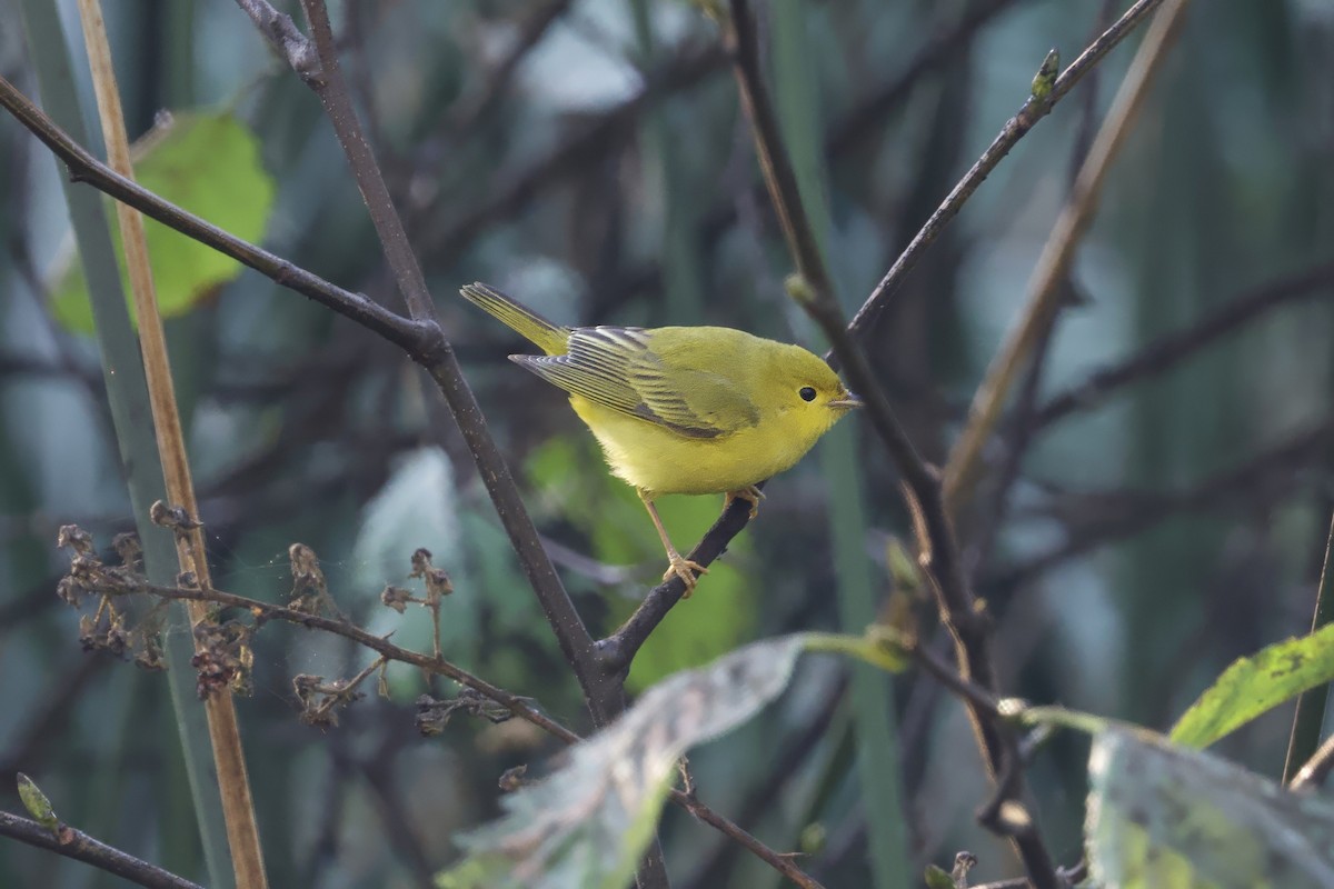 Sarı Ötleğen - ML644344951