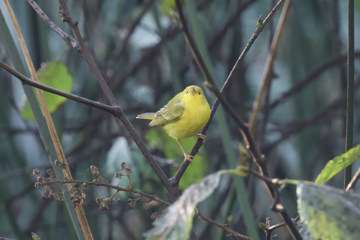 Sarı Ötleğen - ML644344952