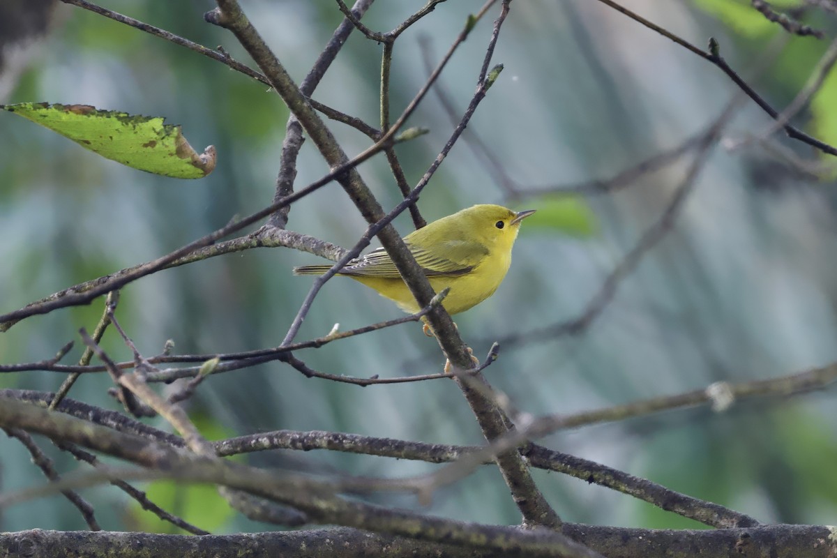 Sarı Ötleğen - ML644344953