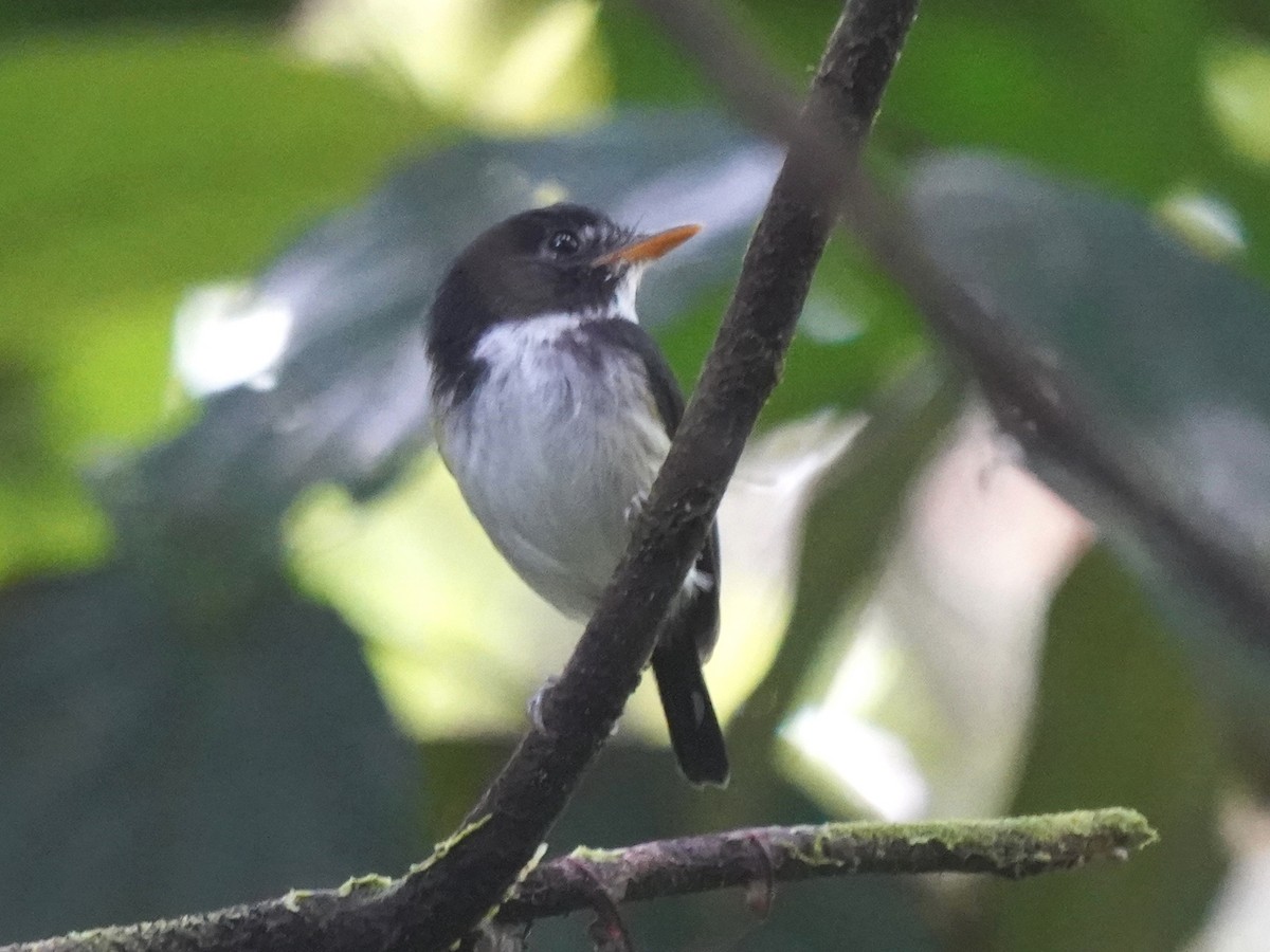 Black-and-white Tody-Flycatcher - ML644344955