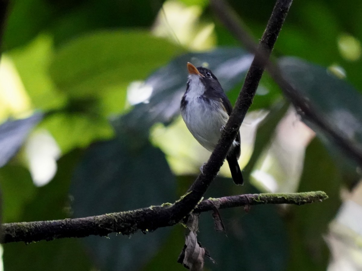 Black-and-white Tody-Flycatcher - ML644344956