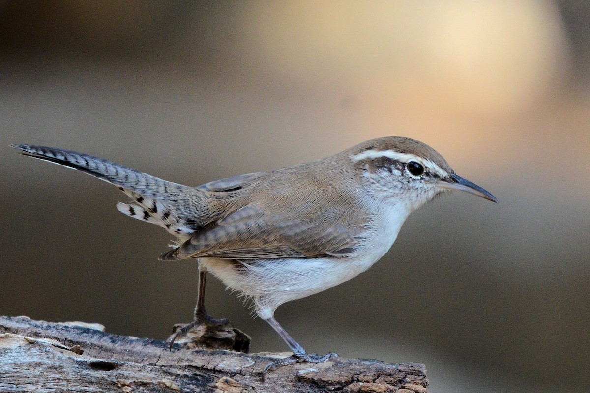 Bewick's Wren - ML644344957