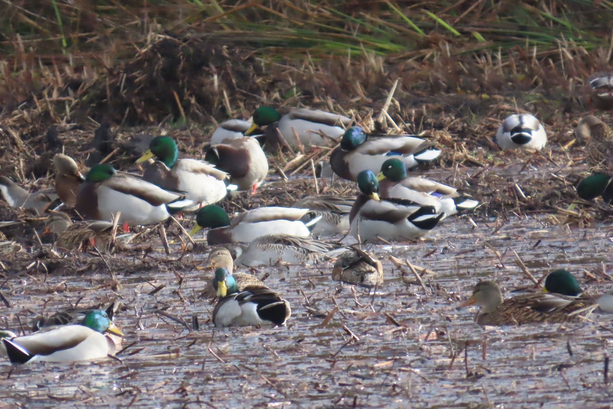 Mallard - ML644344965