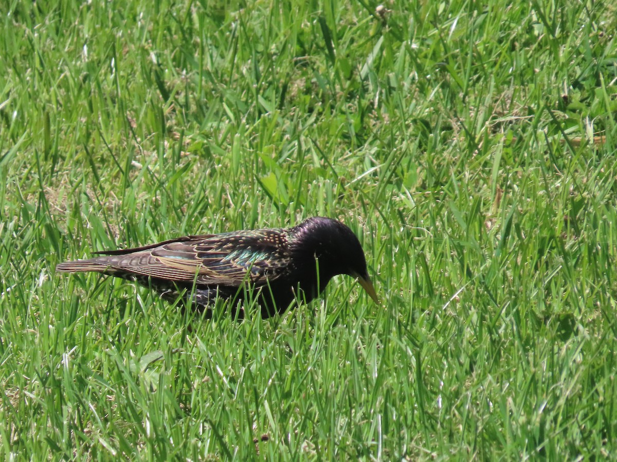 European Starling - ML644344966
