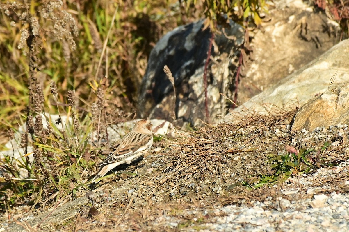 Snow Bunting - ML644344973