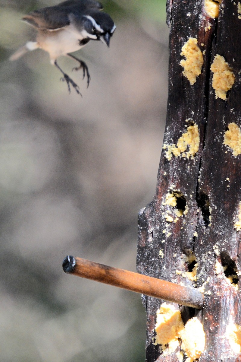 Black-throated Sparrow - ML644344974