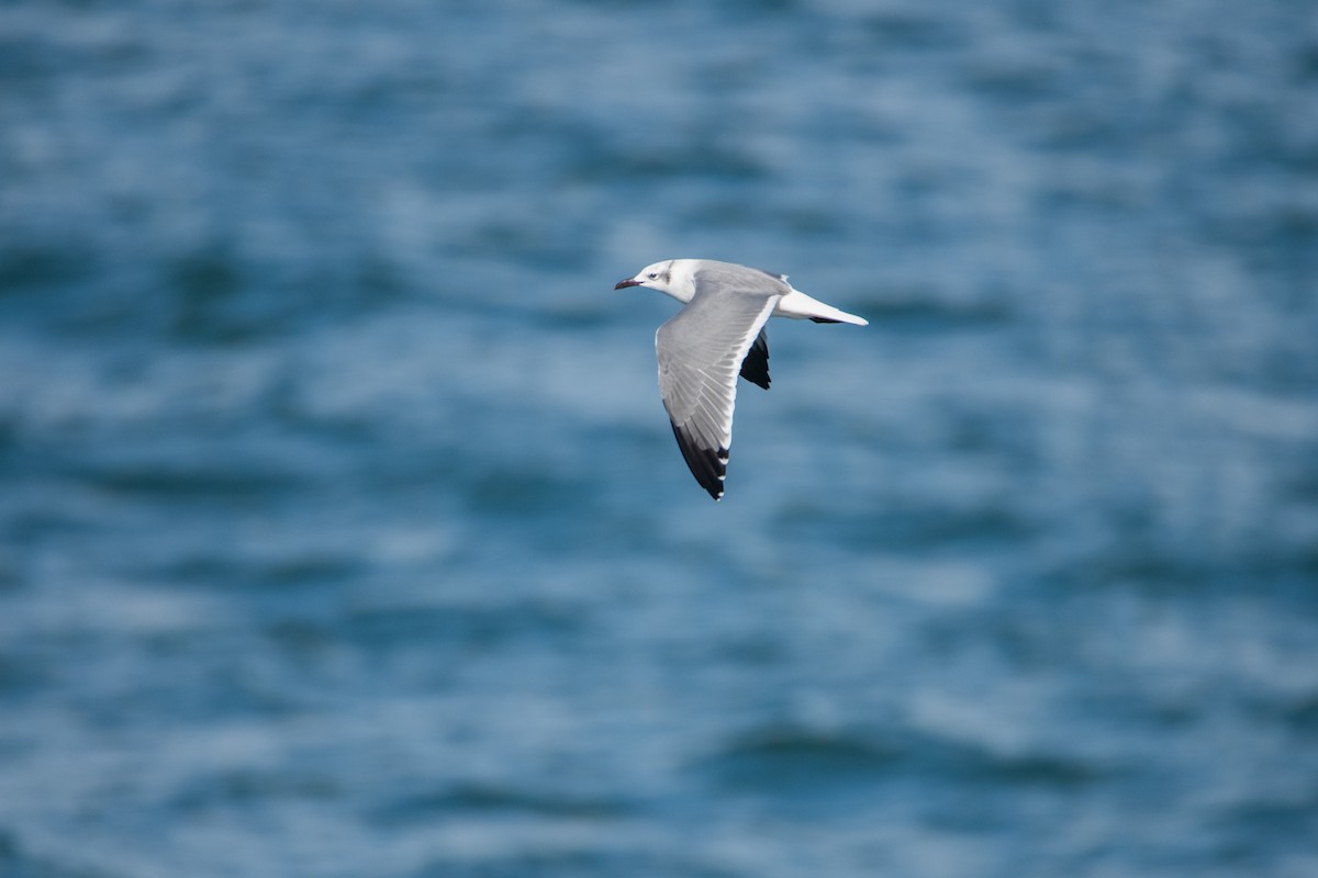 ワライカモメ - ML644344977