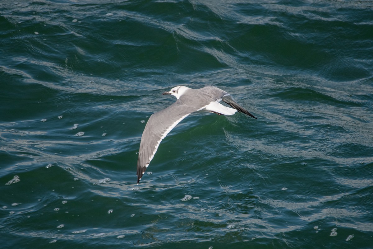 ワライカモメ - ML644344978