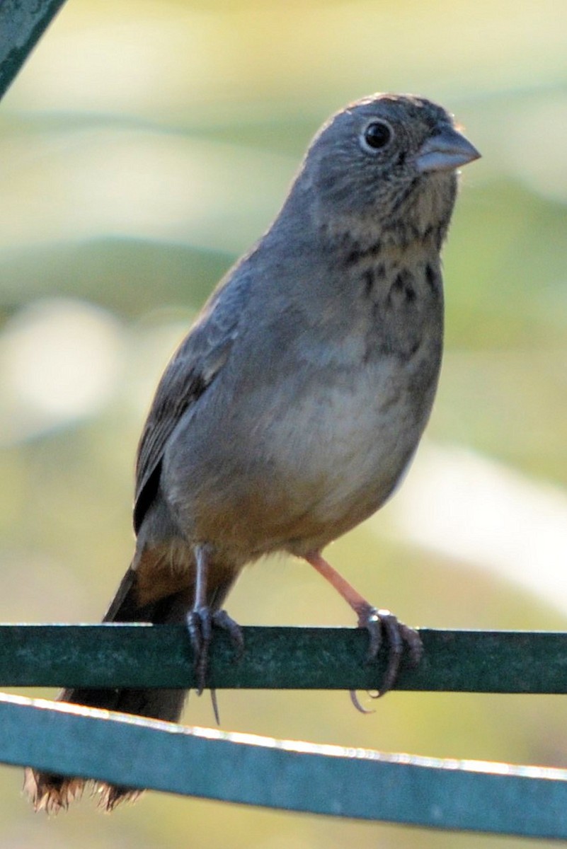 ムジトウヒチョウ - ML644344979