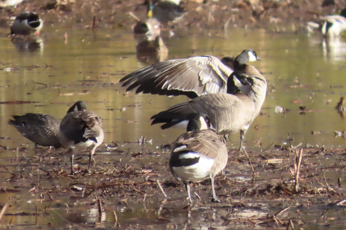 Cackling Goose - ML644344982