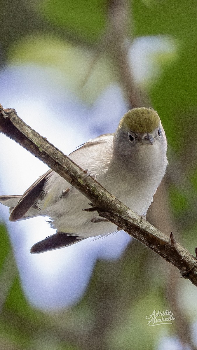 Chestnut-sided Warbler - ML644344983