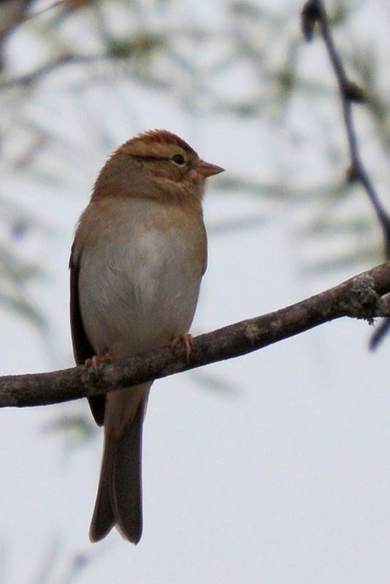 Chipping Sparrow - ML644344987