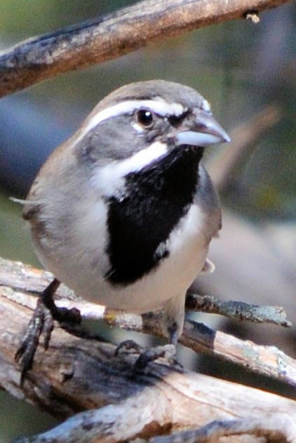 Black-throated Sparrow - ML644344990