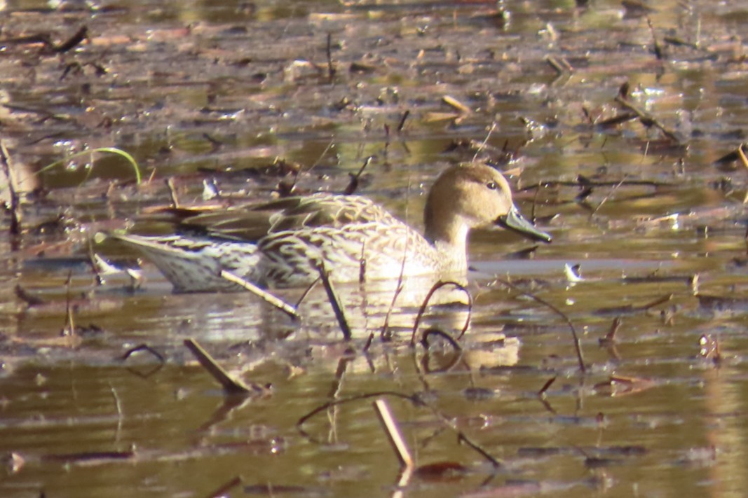 Northern Pintail - ML644344991