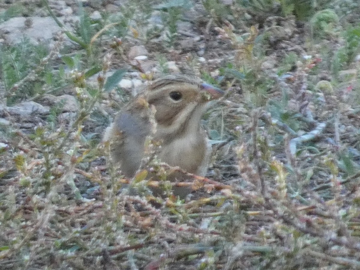 Clay-colored Sparrow - ML644344993