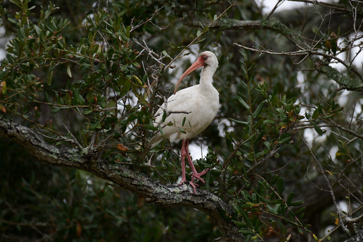 White Ibis - ML644344994