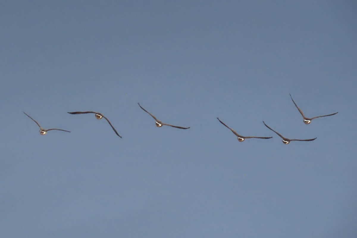 Cackling Goose - ML644344996