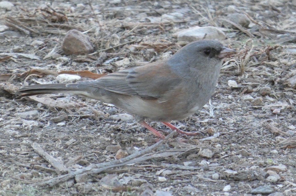 Dark-eyed Junco (Pink-sided x Gray-headed) - ML644345000