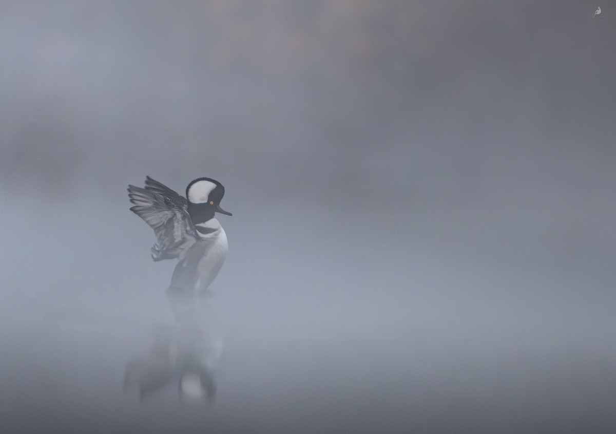 Hooded Merganser - ML644345001