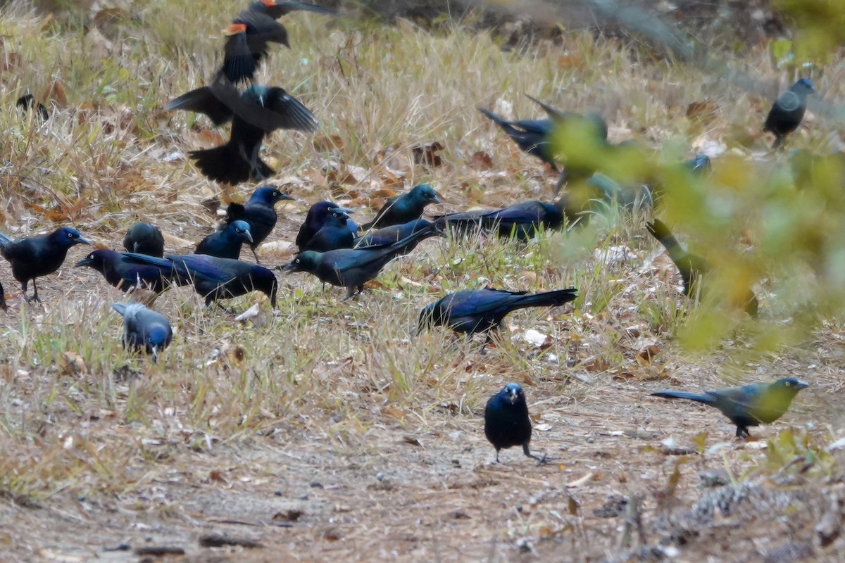 Common Grackle - ML644345003