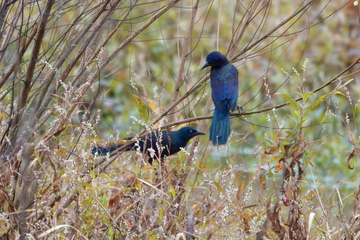Common Grackle - ML644345004