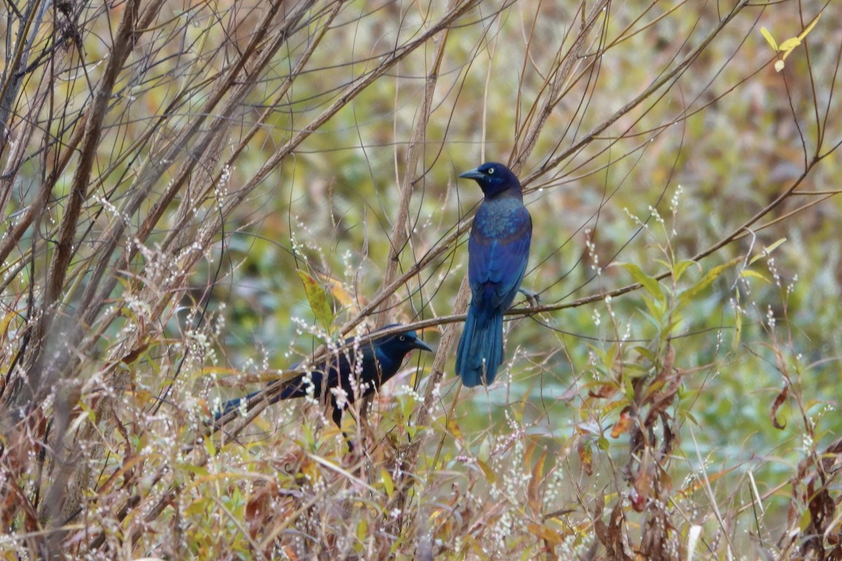 Common Grackle - ML644345005