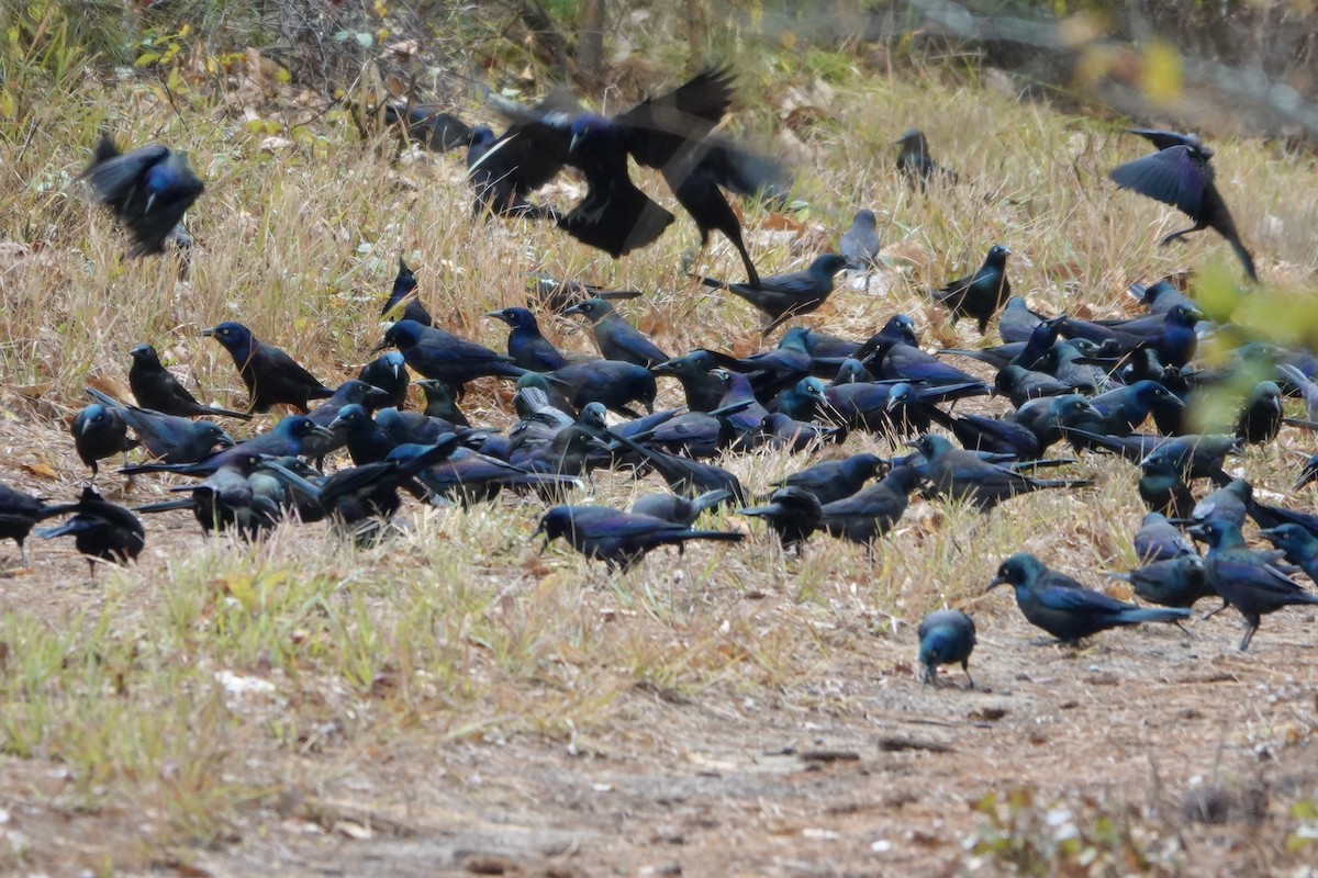 Common Grackle - ML644345006