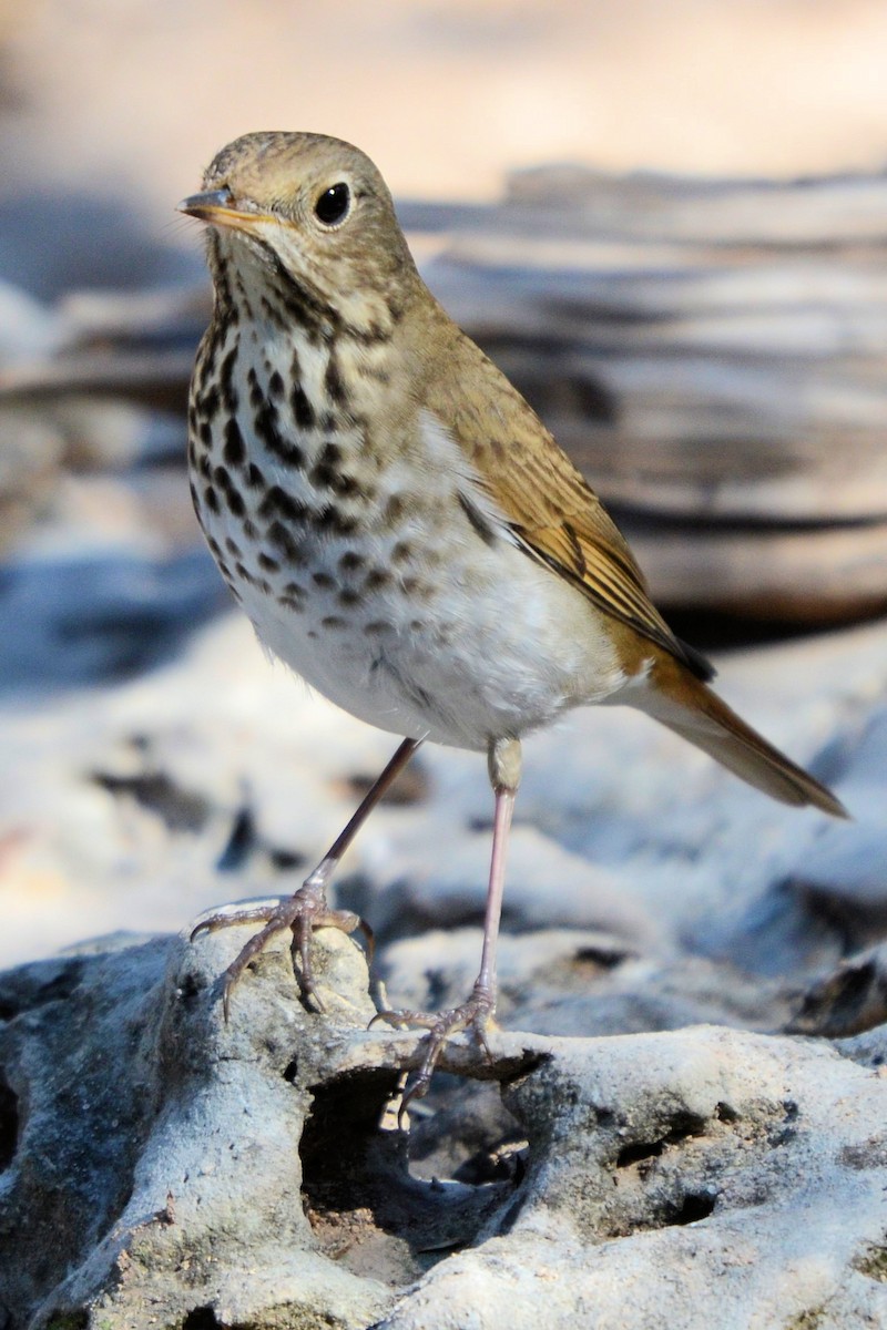 Hermit Thrush - ML644345008