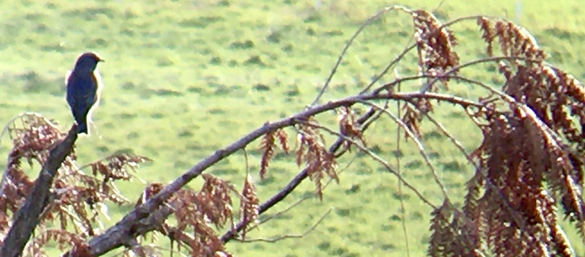 Western Bluebird - ML644345014