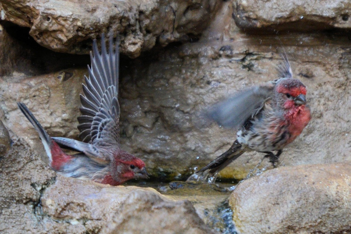 House Finch - ML644345016