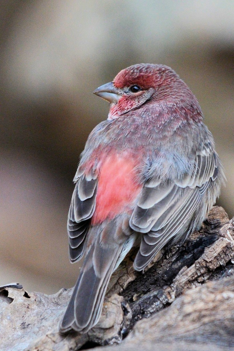 House Finch - ML644345017