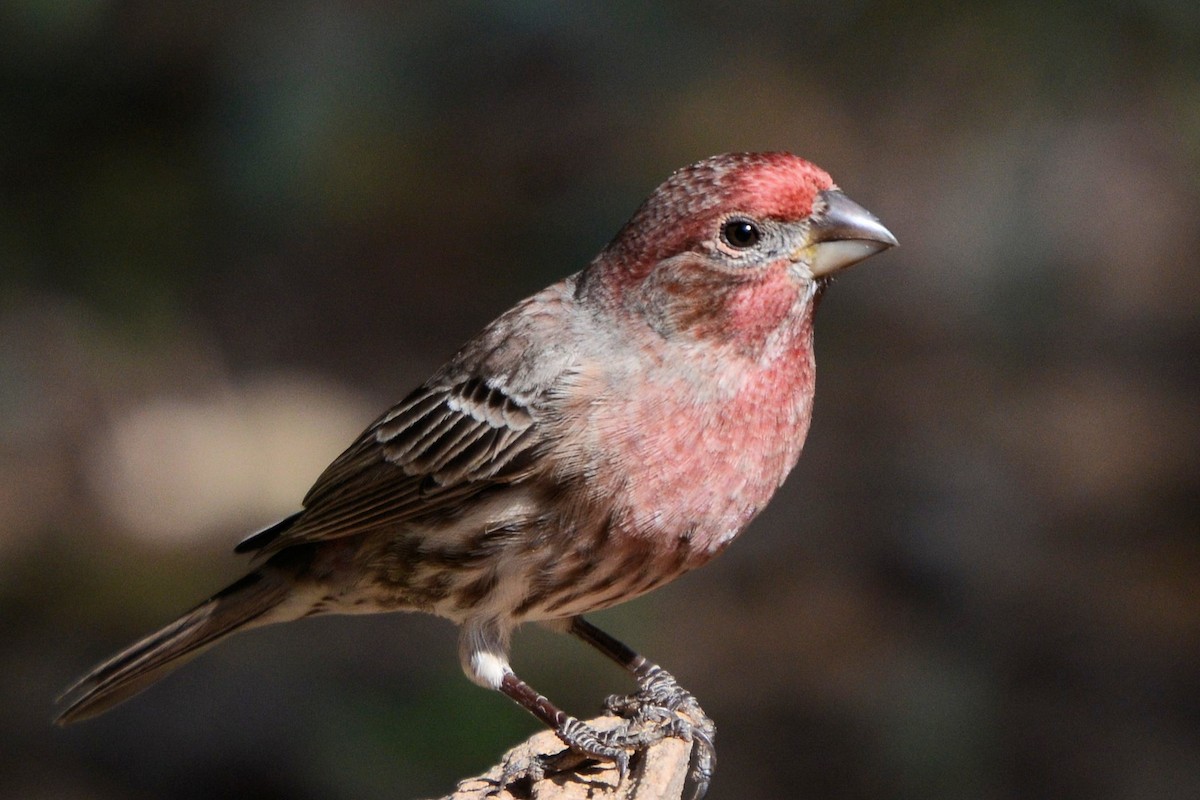 House Finch - ML644345020