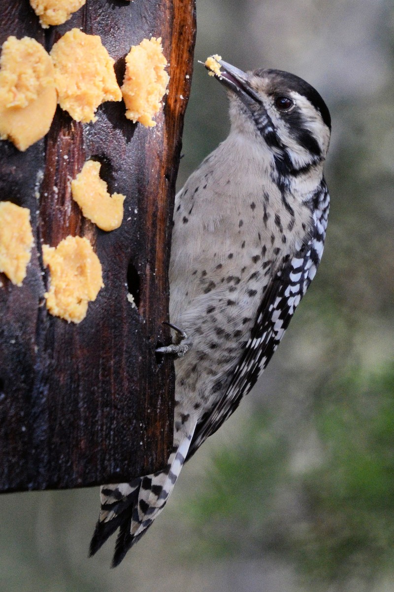 Ladder-backed Woodpecker - ML644345026