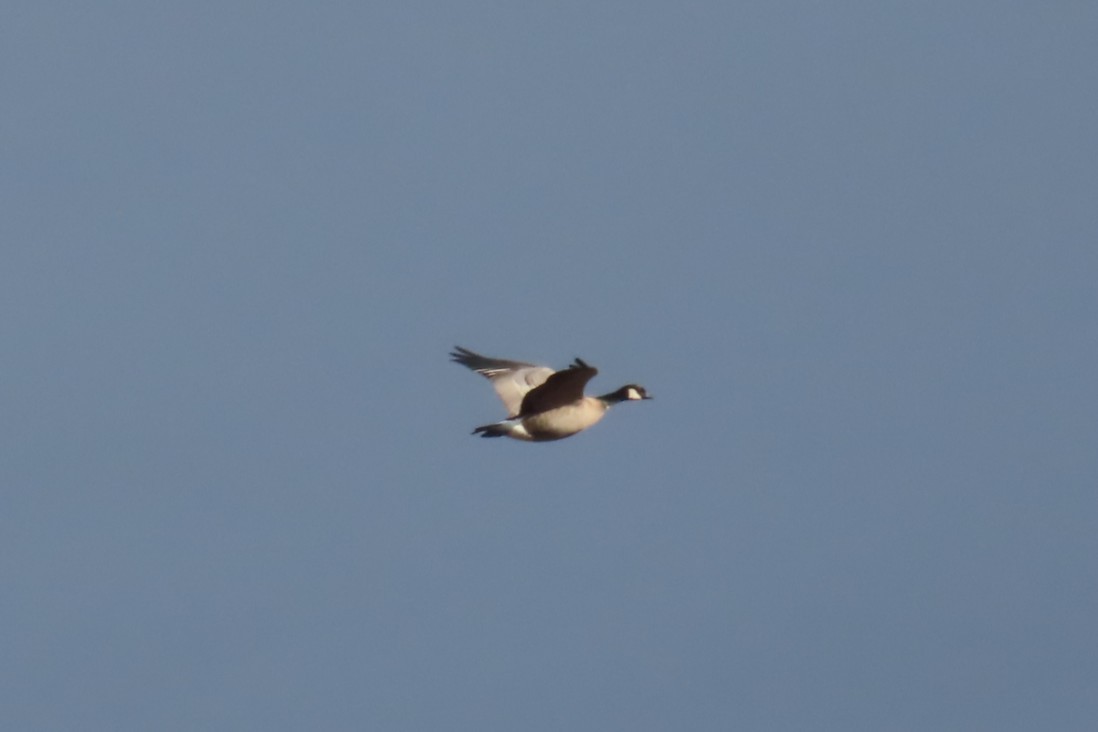 Cackling Goose - ML644345029