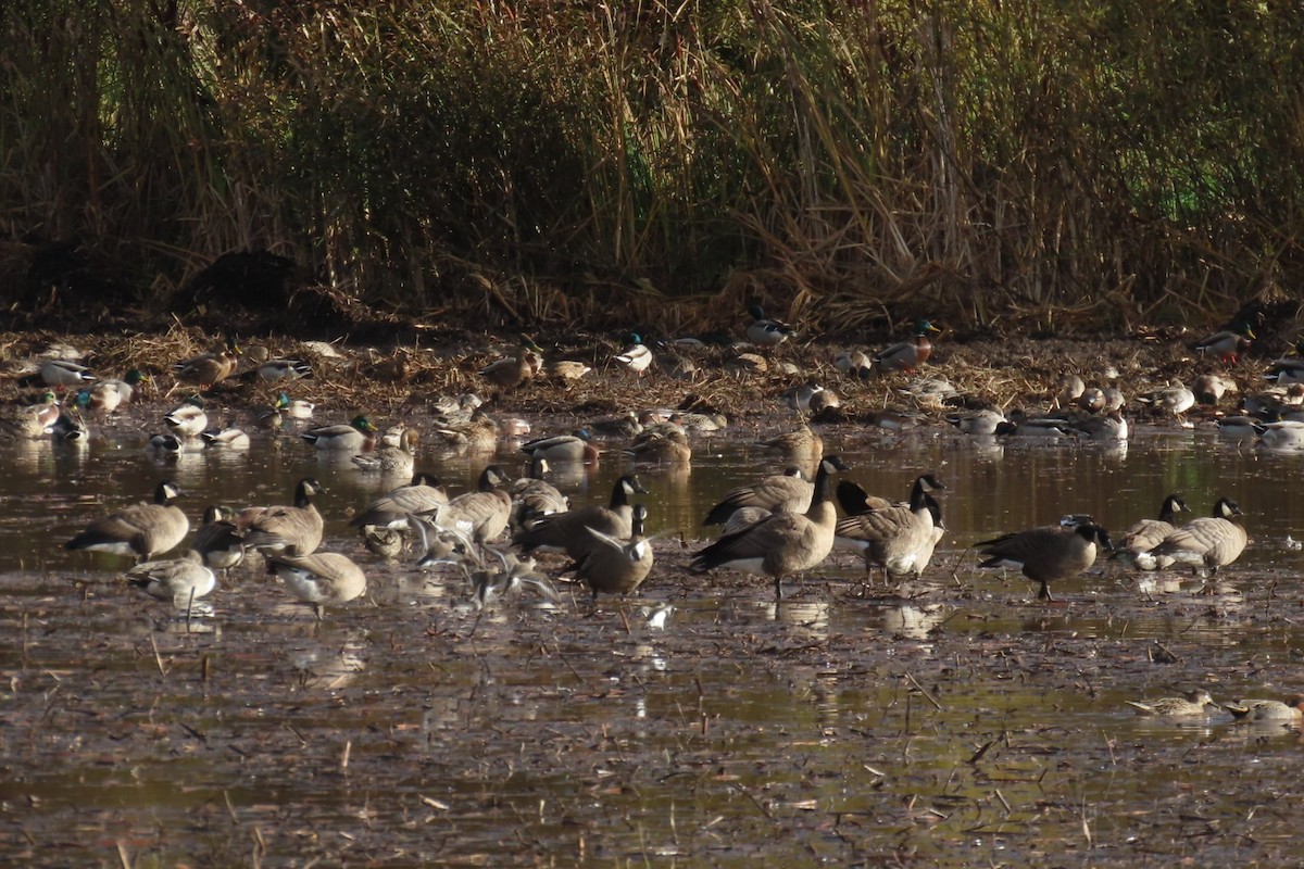 Cackling Goose - ML644345031