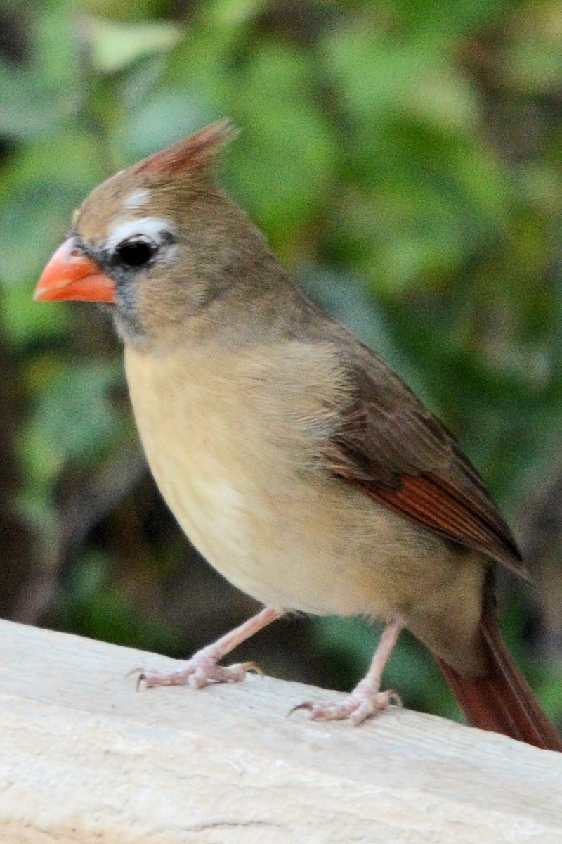 Northern Cardinal - ML644345038